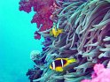 030504_Shaab Abu Ramada - Poissons clown - Dsc01675~